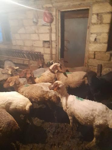 qoyunlar: Qoyun sürüsü – ət və damazlıq üçün - Növ: yerli qarışıq cinslər (ağ — 2