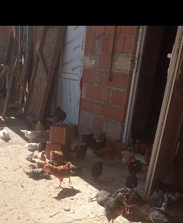 avstrolop cücələri: Toyuq cücələri, Damazlıq — 4