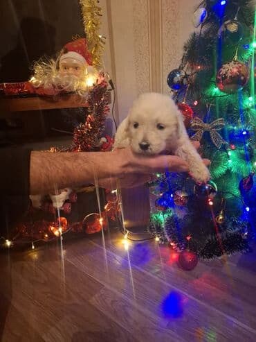 çin aslanı: Ağ tüklü balaca it balası - Cins: kiçik ölçülü, ağ, tüklü balaca it — 1