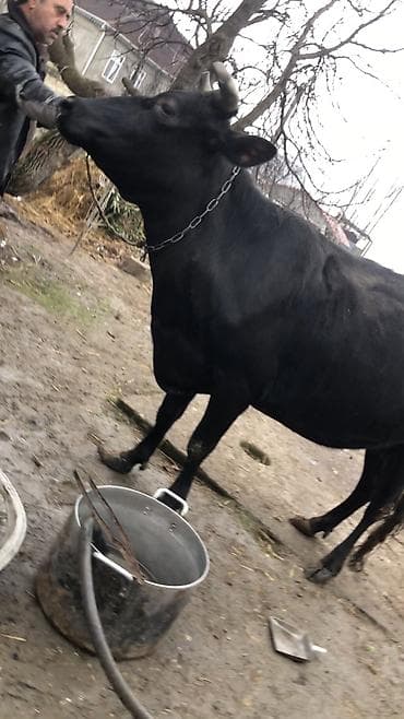 Dişi, il: 4, 1900 kq, Südlük, Ünvandan götürmə