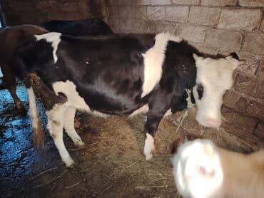 Holşteyn mənşəli qara-ağ rəng naxışlı dana. - Cins: südlük tipli — 2