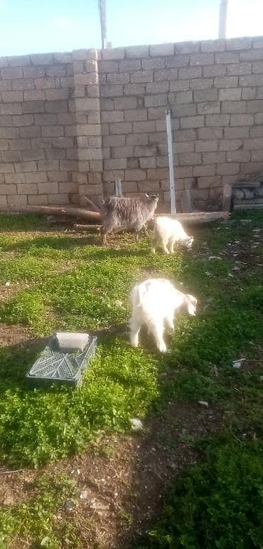 keçi: Salam saglam arpa yonca yeyen heyvanlardı ekiz baladı real alıcılar — 2