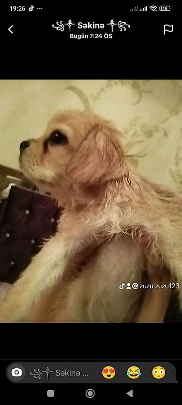 Koker spaniyel