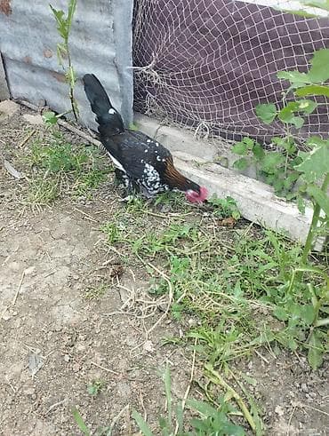 xırda buynuzlu heyvanlar: 4 aylıq yaponka beçə satılır.obirsi xoruzlar vurub bir gözün əzib bir — 4