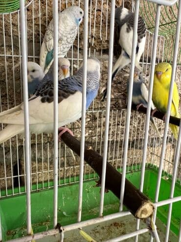 quş şekilleri: Korella erkey disi var 3 ayliq 6-7-9 ayliq hazir cut var korella bala — 9