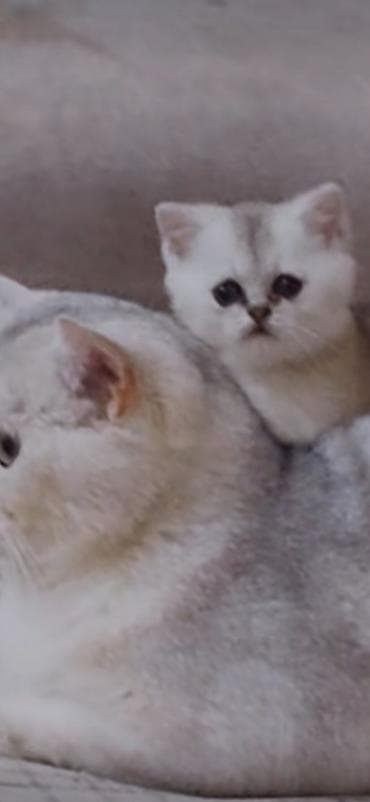 sirin pisik balalari: Şotland — 1