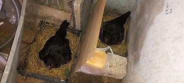 hinduşka balası satışı: 3 heyratı toyuq kurt yatıb.Martın 17 si çıxış olacaq inşallah.Super — 2