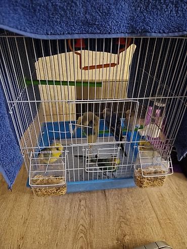 qus qefes: Bülbül (dalğalı papuqay) quşları və qəfəs dəsti -quslar satilir — 8