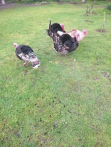 ev itləri ucuz: Erkək, Damazlıq — 1