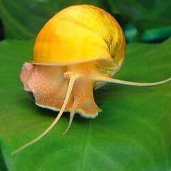 dib balıqları: Мирные — 2