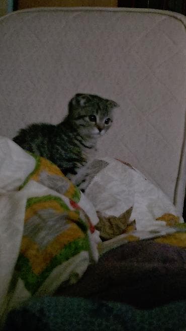 maqnitola satilir: Şotland, Dişi, Yaxşı əllərə, Ünvandan götürmə — 5