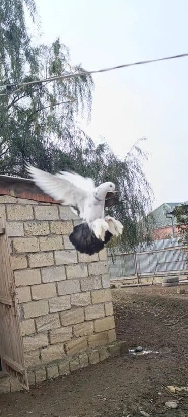 Mayadi oynaq quşdu qiyməti sondu