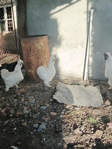 cuce ve xoruz temsil: Toyuq, Damazlıq — 2