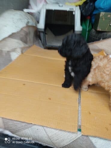 отдам собаку в хорошие руки: Пудель, Самка — 6