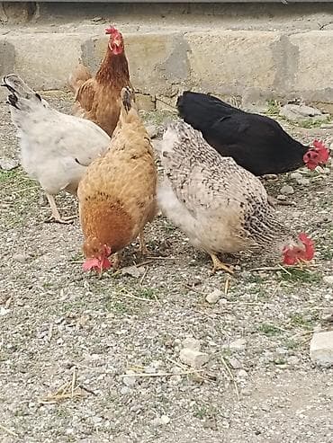 quş satisi: Toyuq, Yumurtalıq — 2