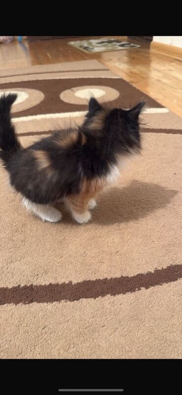 Птицы: Самка, В добрые руки, Самовывоз — 2