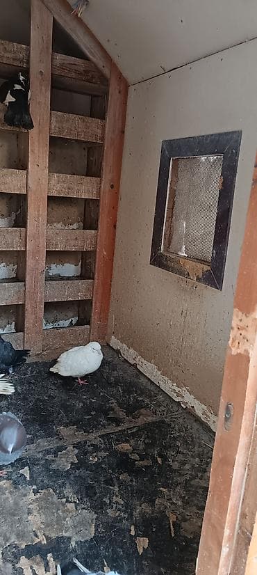 Taxta göyərçin yuvası/qarmaqarışıq quşxana - Korpus: tamamilə