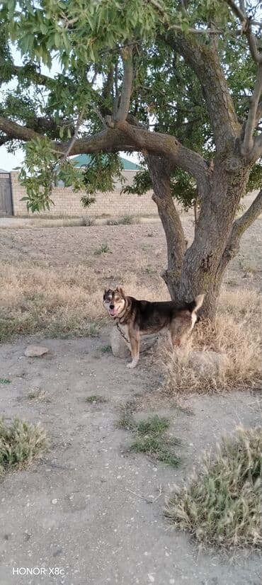 qapi iti: 3 il, Erkek, Peyvəndli, Ünvandan götürmə — 9