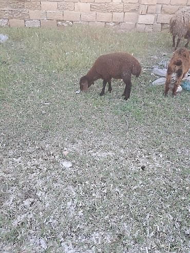 ereb kecisi: Qala qoyunu cavan heyvandi ekiz balasi var erkey disi — 6