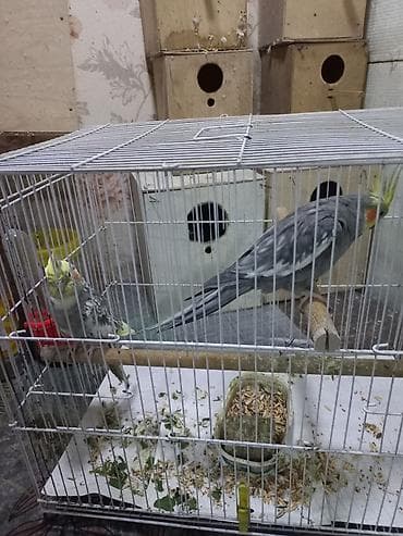 soltan quşu: Hazir cutdi 2 defe bala alinib qefessiz 80 manat qefes yuva hamsi — 2