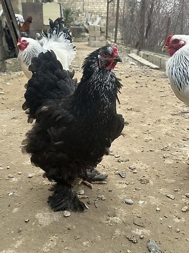 Keçilər, çəpişlər: Toyuq, Damazlıq — 1