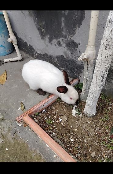 chappi it yemi: Əsl Kaliforniya sortudur — 1