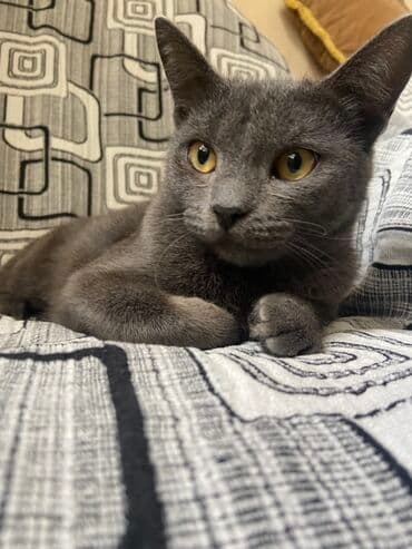 Rus mavi, Dişi, Ödənişli çatdırılma