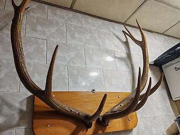 Dekorativ maral buynuzu – divar paneli - Təbii maral buynuzları, iri