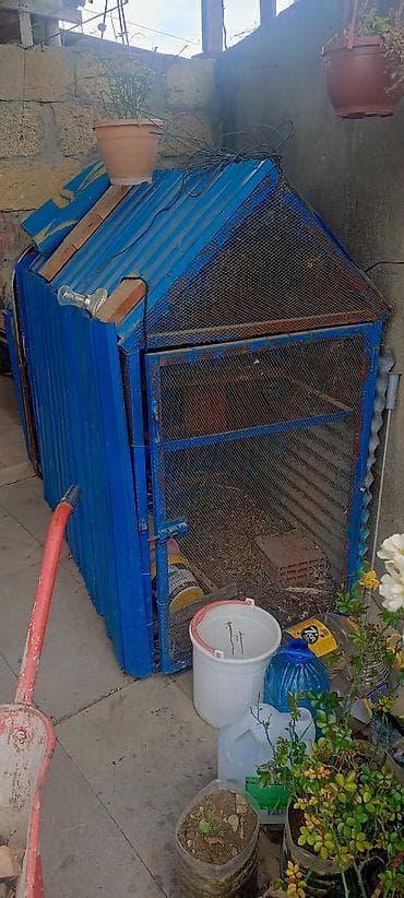 goyercinler: Metall karkaslı, mavi rəngli toyuq/broyler və ya quş qəfəsi (mini — 1