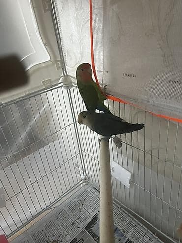 popugay satisi: Məhsul: Sevimli papuqay cütlüyü – Agapornis (Lovebird) Təsvir: -bir — 3