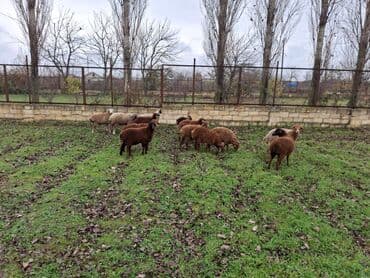 Информатика: Salam.14 baş əmilik quzudu.Onlardan 8 erkek 6sı dişi quzudu.Real — 5