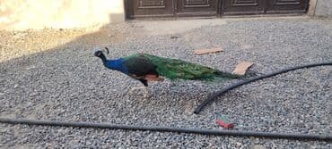 en iri it cinsi: 1 ədəd 4 illik 1 ədəd 2.5 illik erkək qaraqanad. Damazlıq və qan — 2