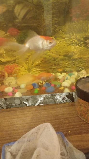 heyvan satisi: Qızıl balıq, Sülhsevər — 2