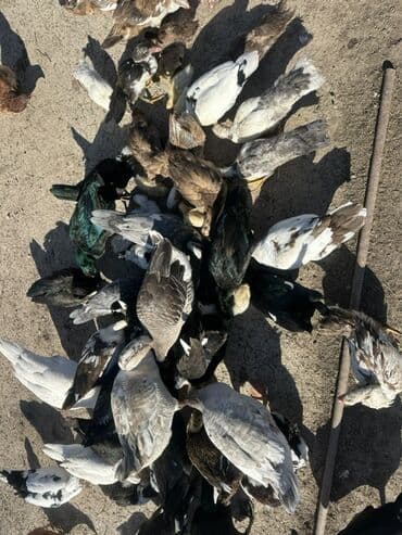 kuban ördek: Salam Aleykum Satılır Ördək Qaz Ördək Cücəsi Toyoq 36 Ədəd Lal Ördək — 12