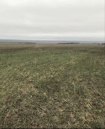 Mülkiyyətçi, Kupça (Çıxarış) lalafo.az -da Mülkiyyətçi, Kupça (Çıxarış)