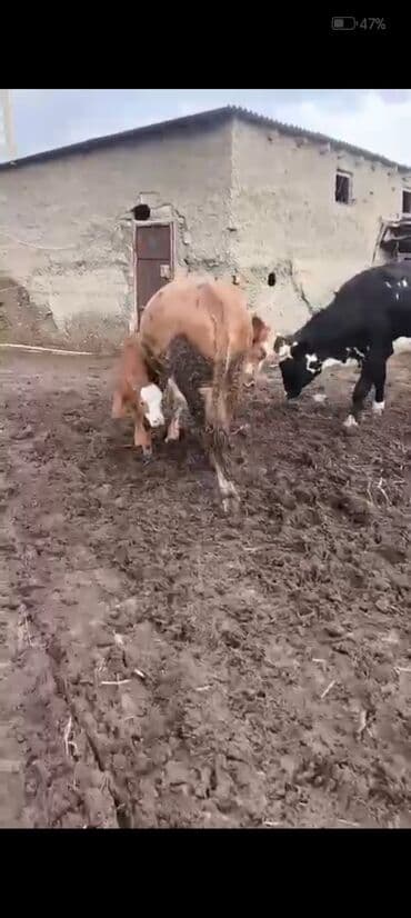 1 ci balasidi 10 südü var bala disidi 3800 azn