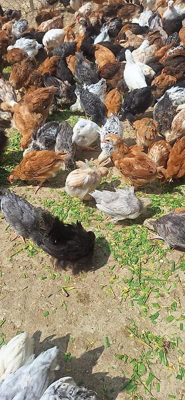 cuce yuvasi: Toyuq cücələri, Damazlıq — 8