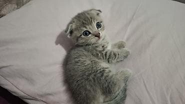 Heyvanlar üçün mallar: Britain Şotland Bala Pişikler Satılır! 5 denedir 1ay 10gunluy — 1