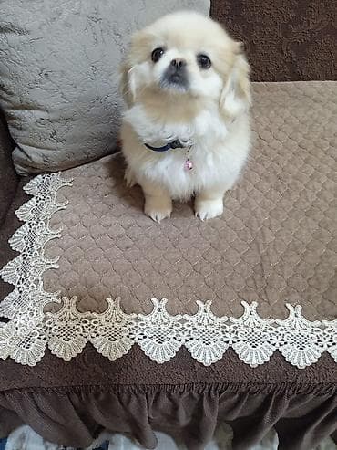 Akvariumlar: Pekines — 1