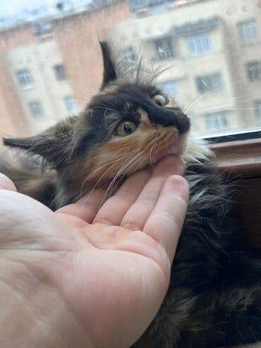 Грызуны: Самка, В добрые руки, Самовывоз, Бесплатная доставка, Платная доставка — 3