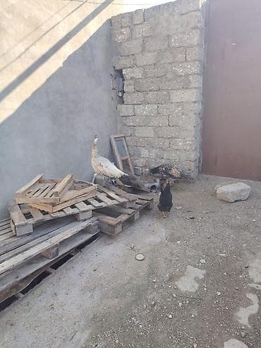Павлины: Məhsul: Tovuz quşları və ev quşları - Növ: Tovuz quşu (erkək — 3