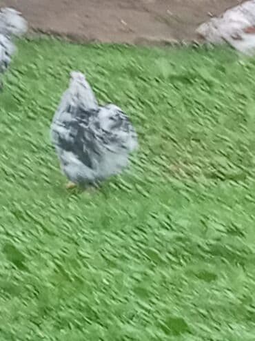 cuce ucun yem qablari: Toyuq cücələri, Damazlıq, Ödənişli çatdırılma — 6