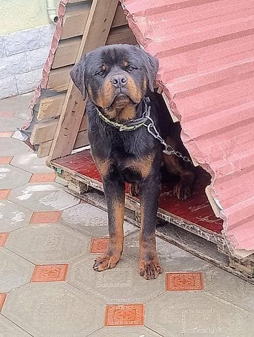 Rotveyler, 10 ay, Erkek, Peyvəndli, Ünvandan götürmə