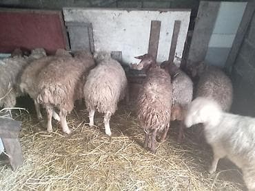 naxcivan heyvan elanlari: Qoyun sürüsü satılır 8 dene erkey quzu satılır - Növ: yerli qarışıq — 4