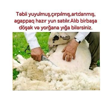 döşək satışı: 100% təbii qoyun yunu.Təmizlənmiş,artdanmış,çırpılıb — 1