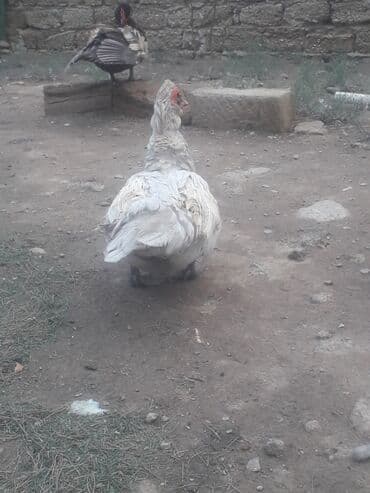 3 toyuq 3 gune 3 yumurta: Xoruzlar 50 manat Fereler 30 manat.Lavanda ordeyleri — 8