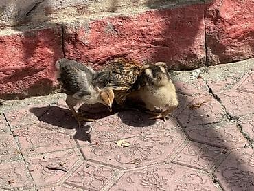 kənd cücələri: Toyuq cücələri, Ətlik — 4