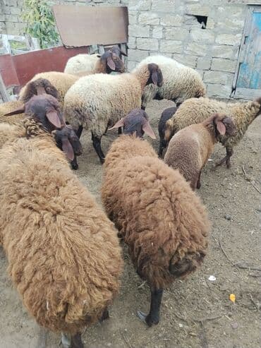 Erkək, Qala, il: 1, 70 kq