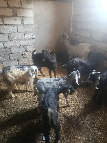 bala keçi: 1 dənə hələb təkə ( 19 ayliq) 550 1 dənə boğaz hələb (2 ci qarina) 350 — 3