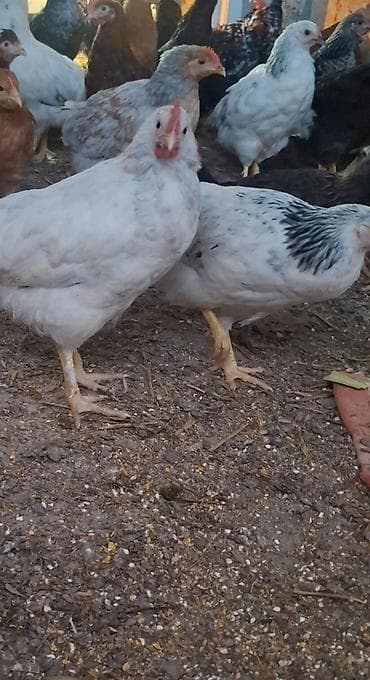 keci balasi satilir: Yerlı kent cucler 3 ay 10 gunluk — 5